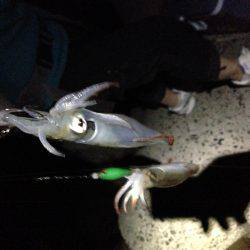 夕マヅメケンサキリベンジ